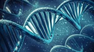 Nesle geçijiligiň hromosom taglymaty